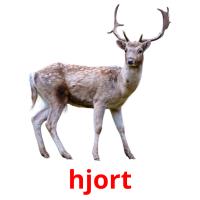 hjort picture flashcards