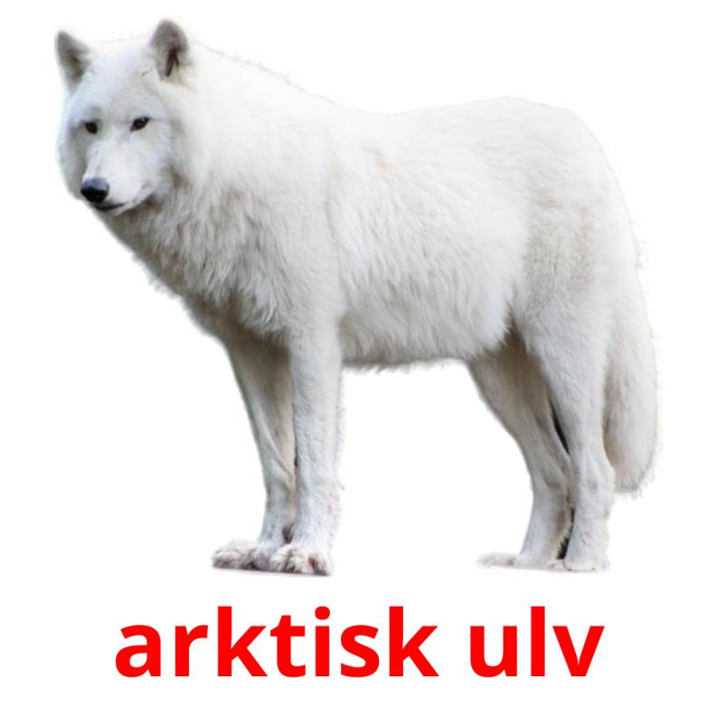 arktisk ulv picture flashcards