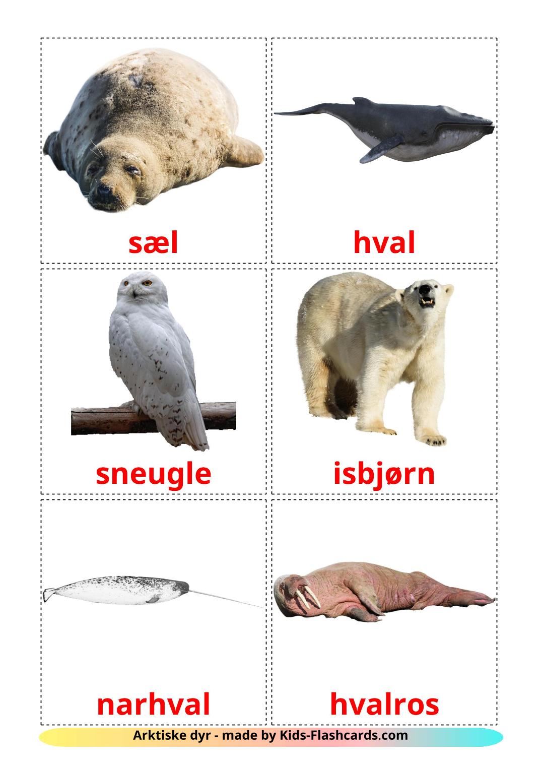 Arctic animals - 14 Free Printable dansk Flashcards 