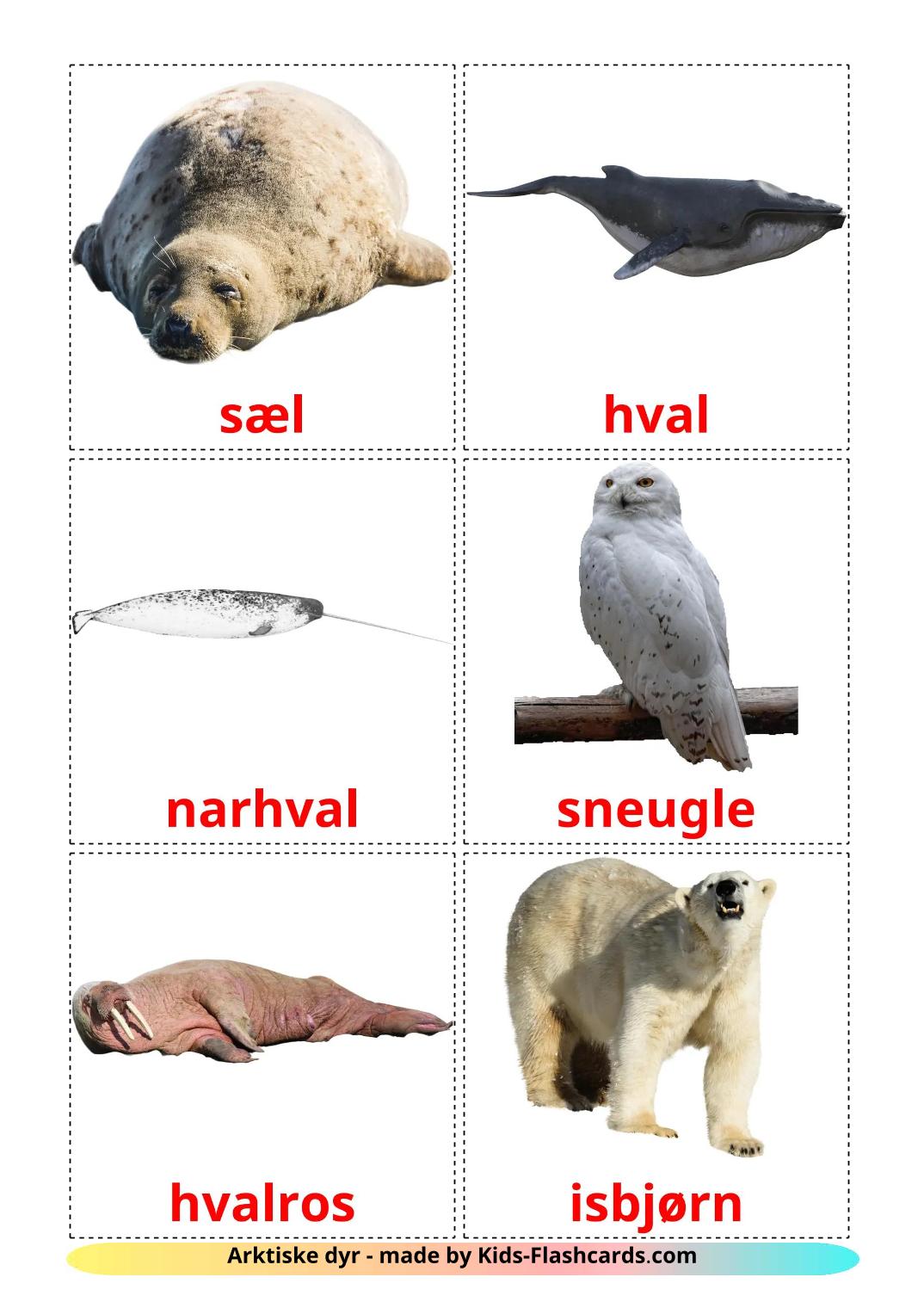 Animali artici - 14 flashcards dansk stampabili gratuitamente