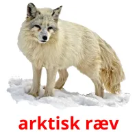 arktisk ræv cartões com imagens