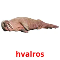 hvalros cartões com imagens