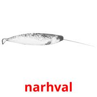 narhval picture flashcards