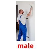 male flashcards illustrate