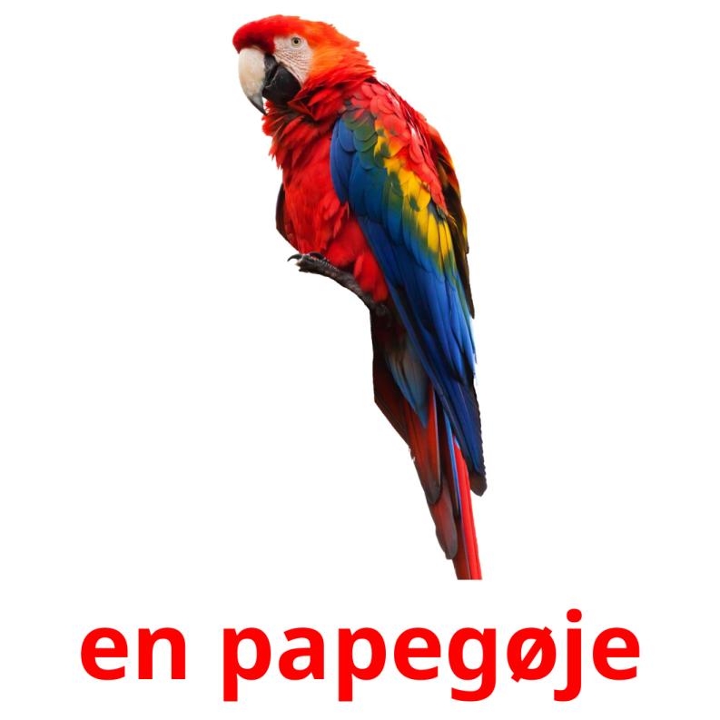 en papegøje picture flashcards