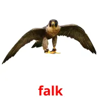 falk cartões com imagens