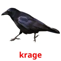 krage cartões com imagens