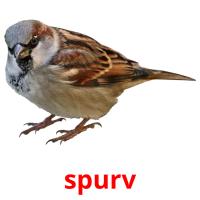 spurv picture flashcards