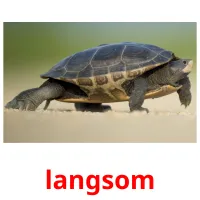 langsom cartões com imagens