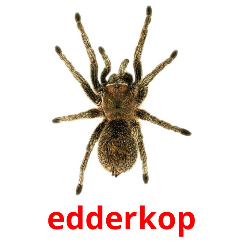 edderkop карточки энциклопедических знаний