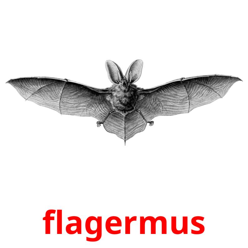 flagermus picture flashcards