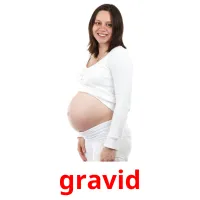 gravid flashcards illustrate