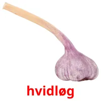 hvidløg Bildkarteikarten