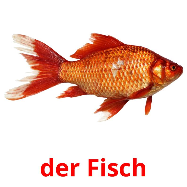 der Fisch picture flashcards