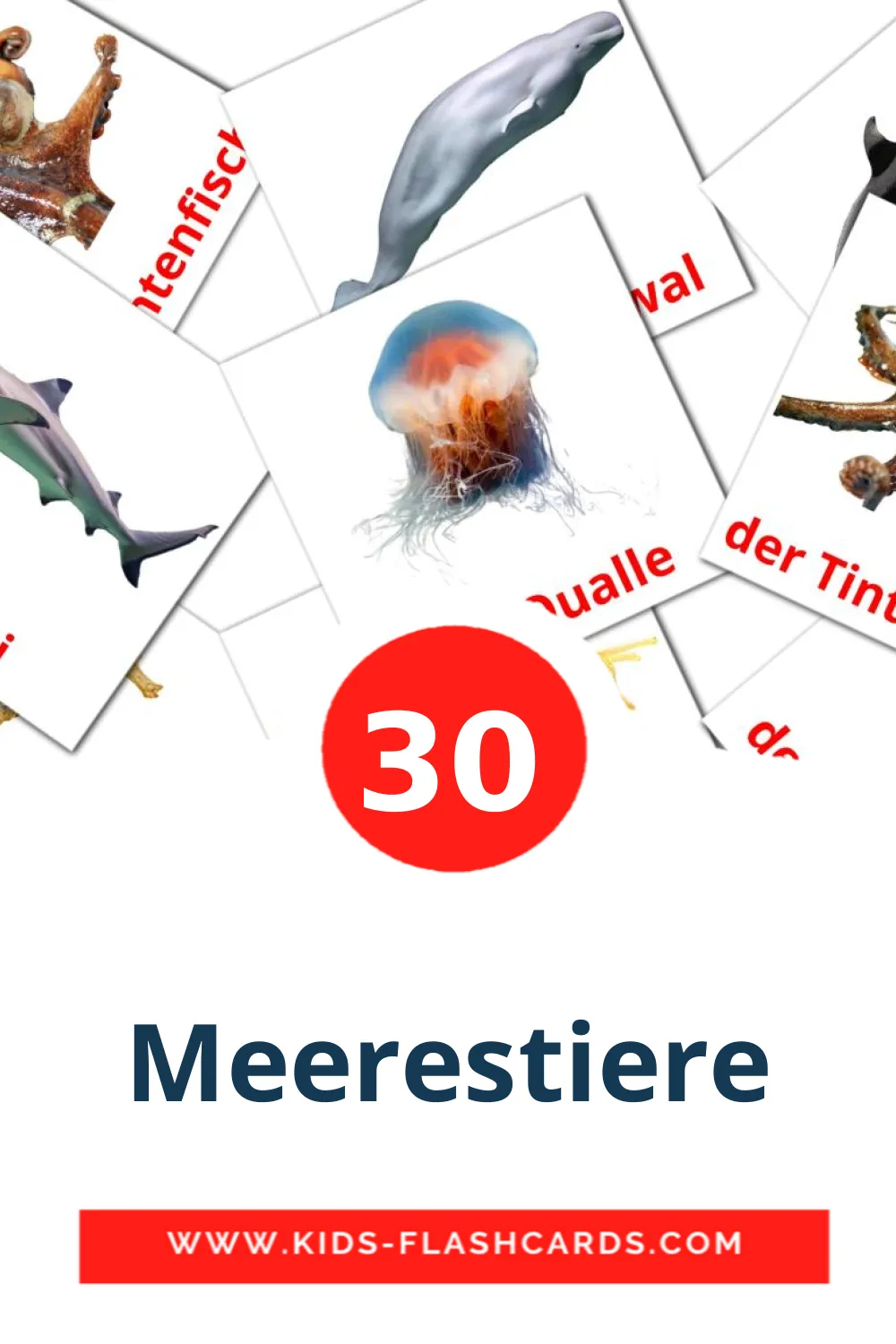 30 Meerestiere fotokaarten voor kleuters in het duits