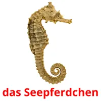 das Seepferdchen ansichtkaarten