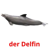 der Delfin ansichtkaarten