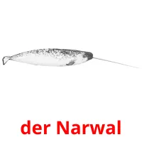 der Narwal ansichtkaarten