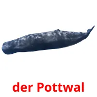 der Pottwal ansichtkaarten