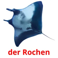 der Rochen ansichtkaarten