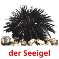 der Seeigel ansichtkaarten