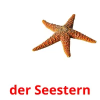 der Seestern ansichtkaarten