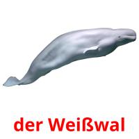 der Weißwal card for translate