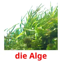 die Alge ansichtkaarten