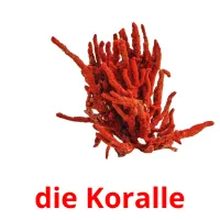 die Koralle ansichtkaarten