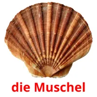 die Muschel ansichtkaarten