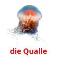 die Qualle card for translate
