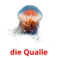 die Qualle ansichtkaarten