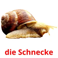 die Schnecke ansichtkaarten