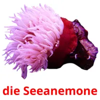 die Seeanemone ansichtkaarten