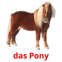 das Pony Bildkarteikarten