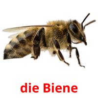 die Biene card for translate