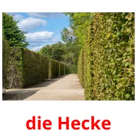 die Hecke Tarjetas didacticas