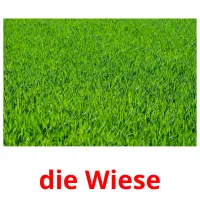 die Wiese Tarjetas didacticas