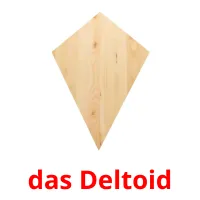 das Deltoid picture flashcards