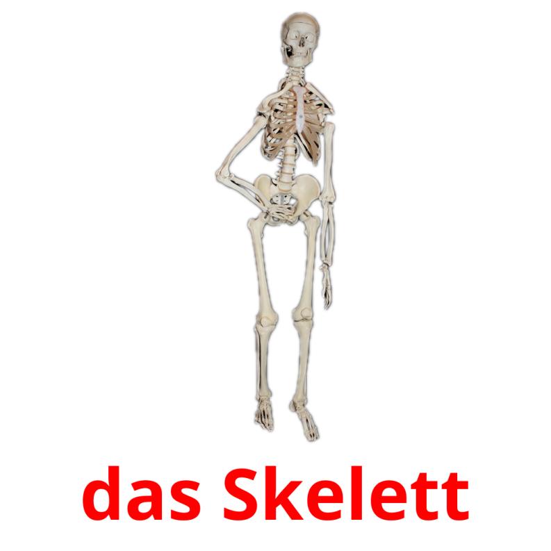 das Skelett picture flashcards