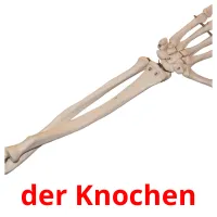 der Knochen Tarjetas didacticas