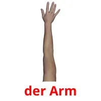 der Arm Tarjetas didacticas