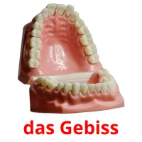 das Gebiss Bildkarteikarten