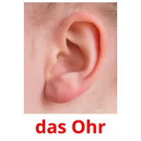 das Ohr Bildkarteikarten