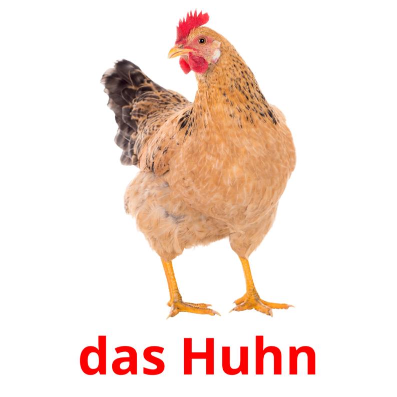 das Huhn picture flashcards