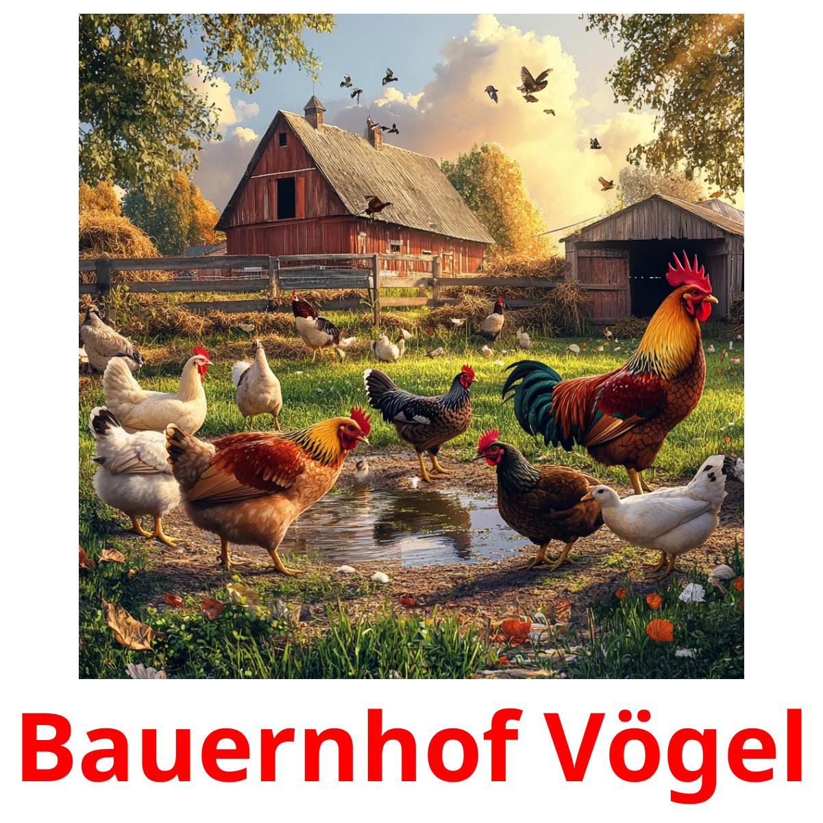 Bauernhof Vögel flashcards illustrate