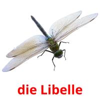 die Libelle card for translate