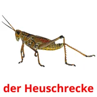 der Heuschrecke flashcards illustrate