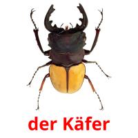 der Käfer picture flashcards