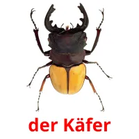 der Käfer flashcards illustrate